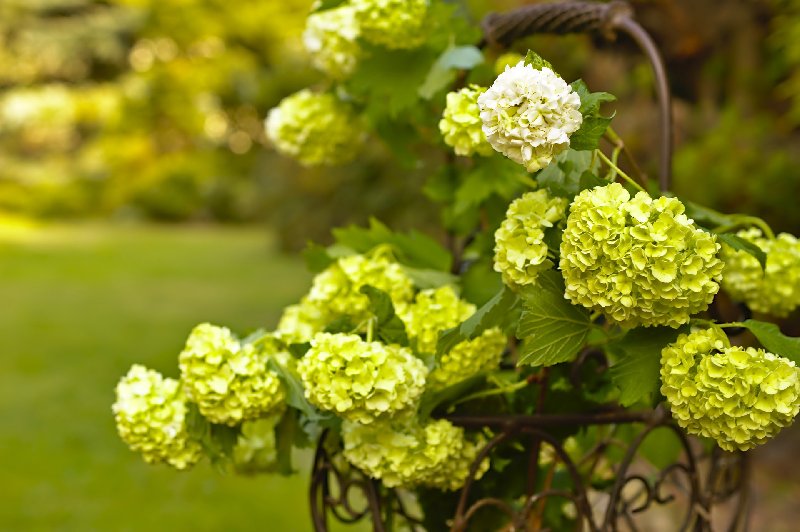Ciekawe odmiany kaliny do ogrodu