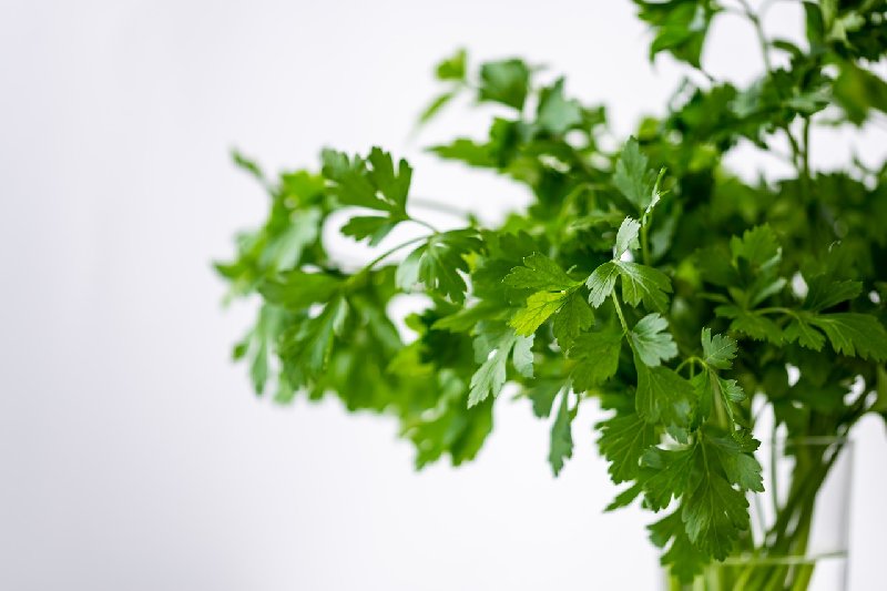 Warzywa i zioła na zdrowie